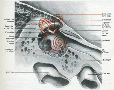 Fig. 4 - Paroi interne labyrinthique de la Caisse
